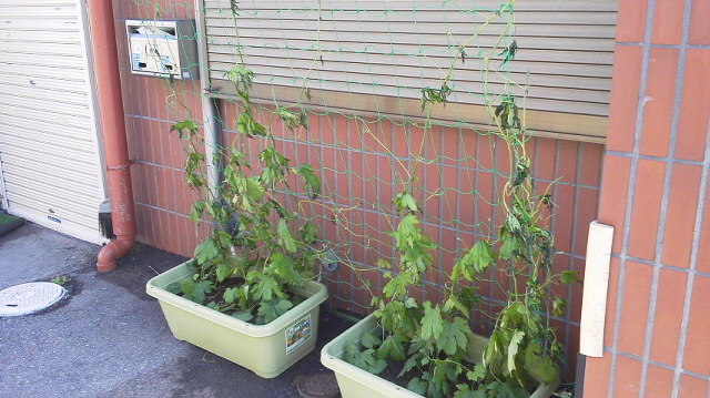 画像を等倍で表示します 画像