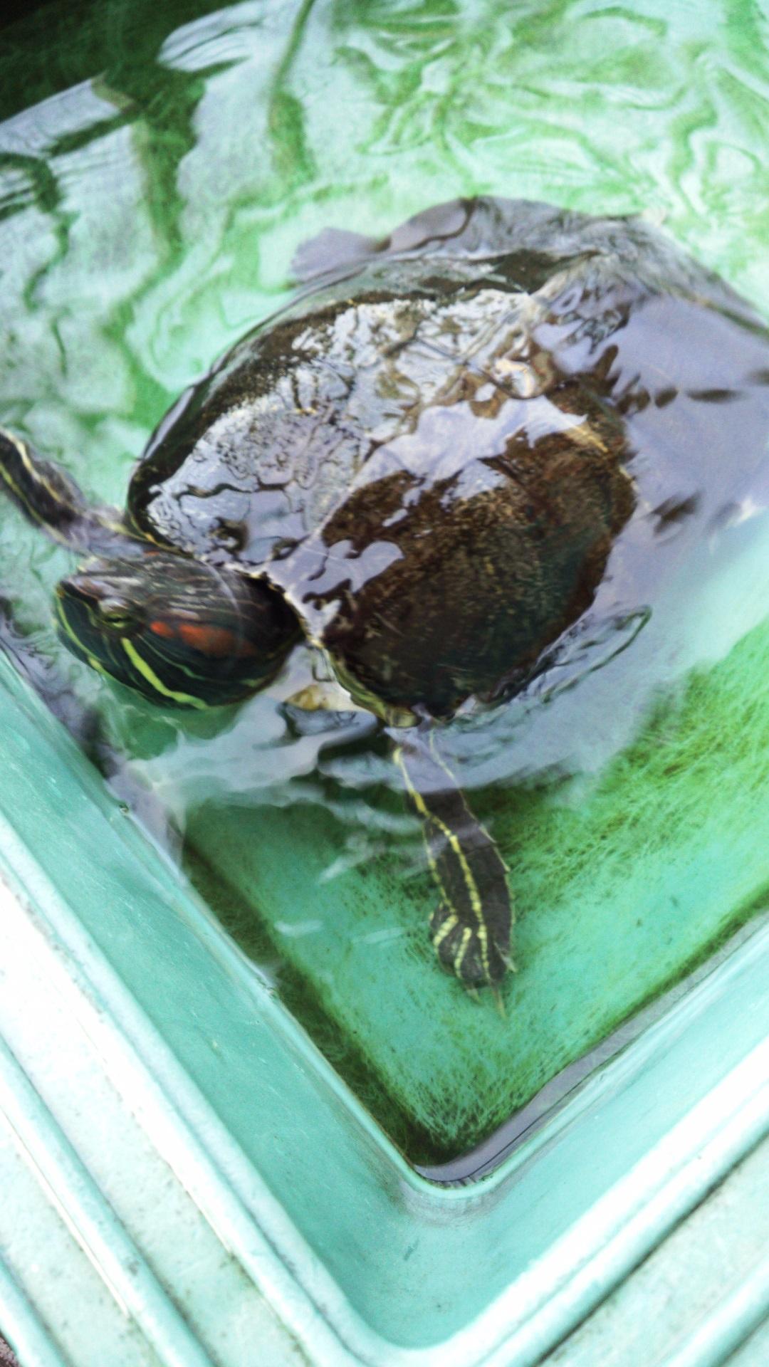 画像を等倍で表示します 画像