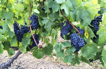 画像を等倍で表示します 画像