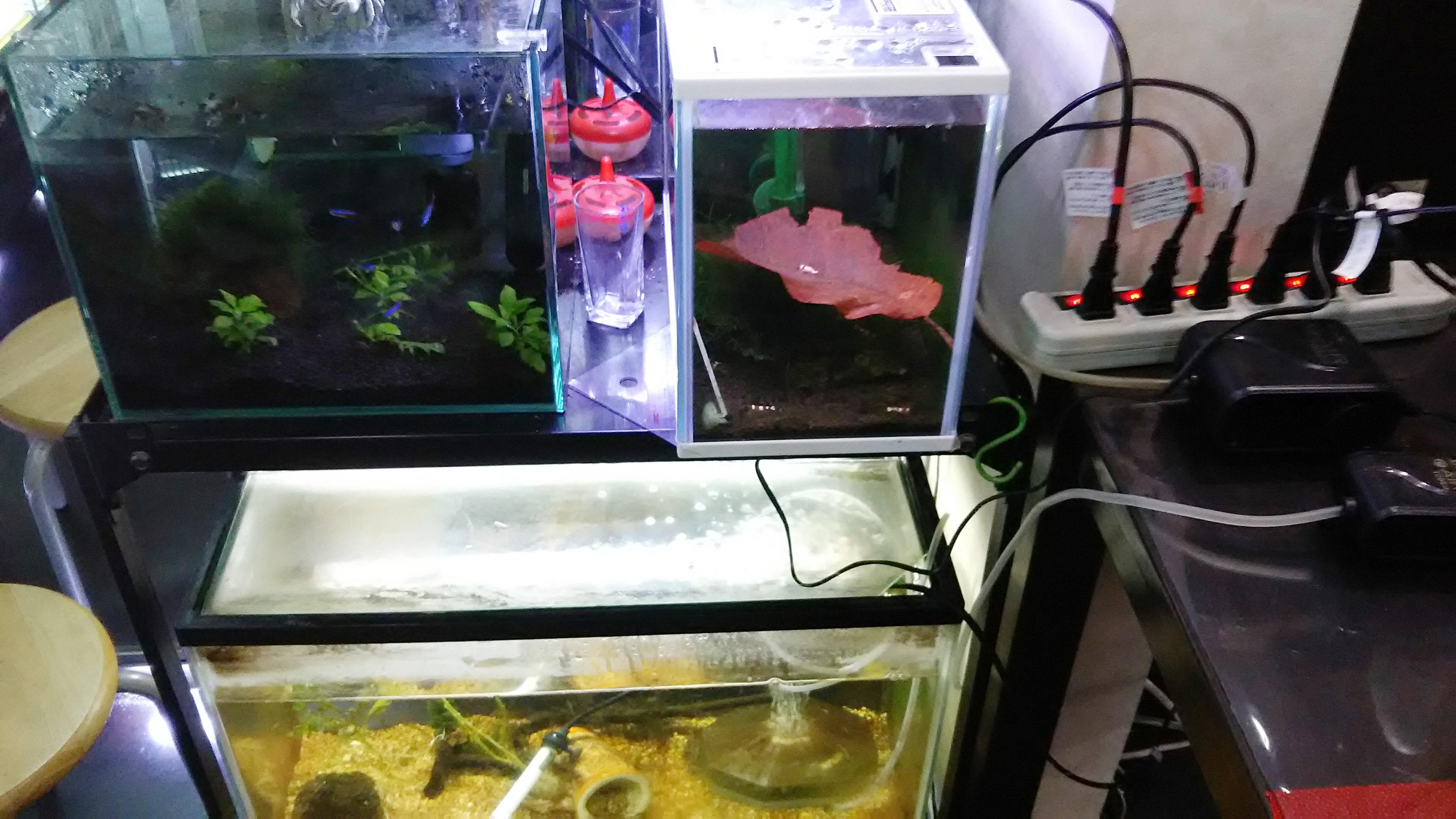 画像を等倍で表示します 画像