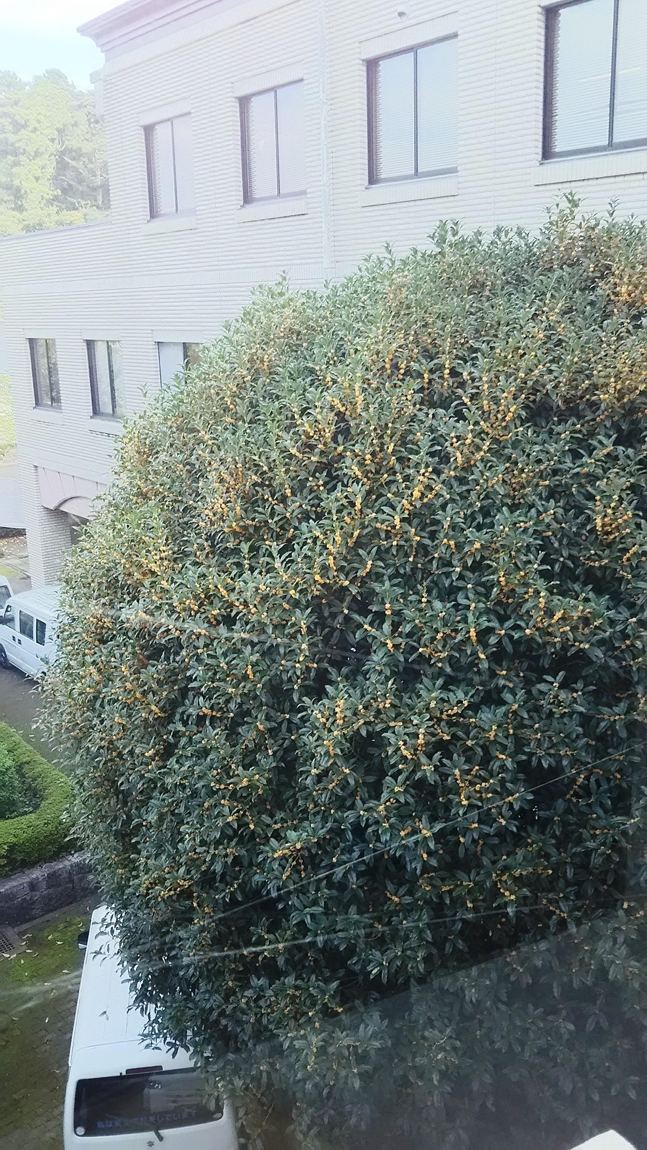 画像を等倍で表示します 画像