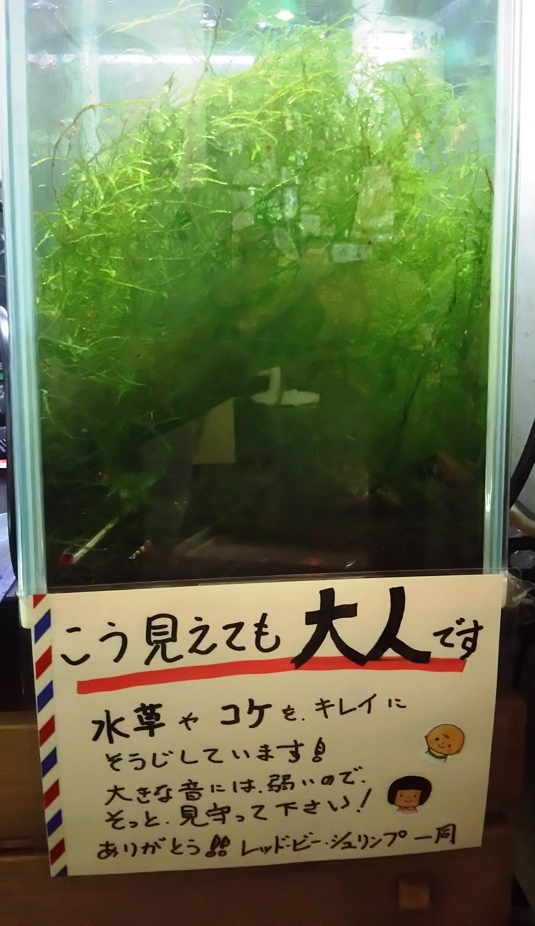 画像を等倍で表示します 画像